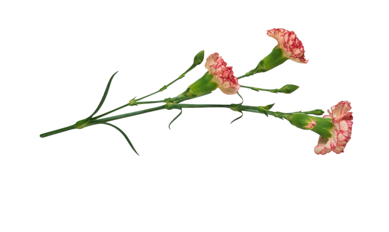 Цветы памяти